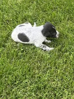 Ricky, a male Chihuahua for sale in Chesterton, IN – 2 of 4