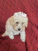 Dolly, a female Miniature Schnauzer and Poodle - Toy  for sale in Chesterton, IN – 5 of 9