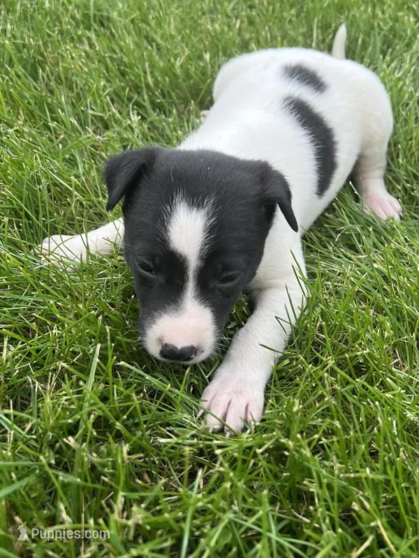 Sammy – Chihuahua puppy for sale in Chesterton, IN