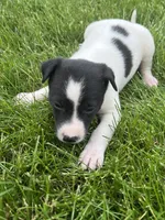 Sammy, a male Chihuahua for sale in Chesterton, IN – 1 of 6