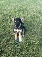 Sasha, a female German Shepherd Dog and Alaskan Husky for sale in Chesterton, IN – 5 of 6