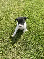 Richie, a male Chihuahua for sale in Chesterton, IN – 7 of 7
