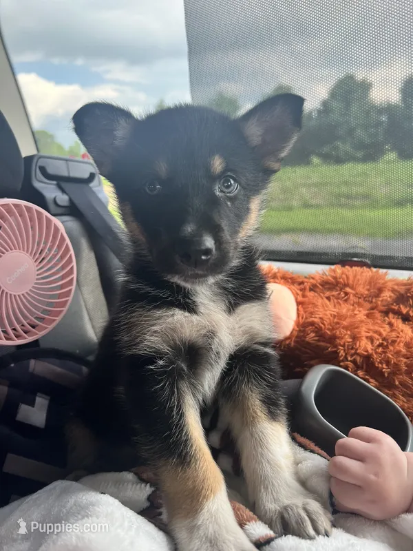 Bailey – German Shepherd Dog, Alaskan Husky puppy for sale in Chesterton, IN