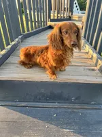 Rufus, a male Dachshund for sale in Chesterton, IN – 3 of 5