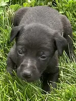 Annie, a male Chihuahua for sale in Chesterton, IN – 2 of 5