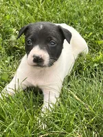 Richie, a male Chihuahua for sale in Chesterton, IN – 4 of 5