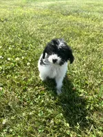 Minnie, a female Yorkipoo for sale in Chesterton, IN – 2 of 7