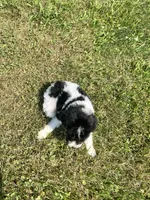 Mickey, a male Yorkipoo for sale in Chesterton, IN – 6 of 6