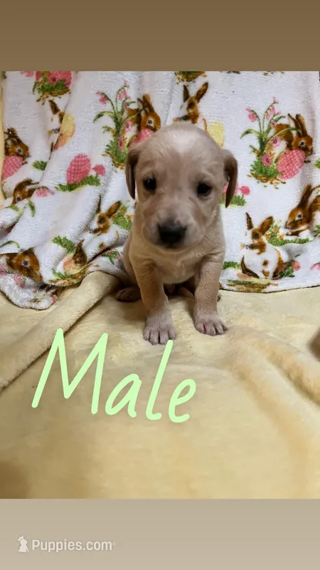Kane – Labrador Retriever puppy for sale in Chesterton, IN