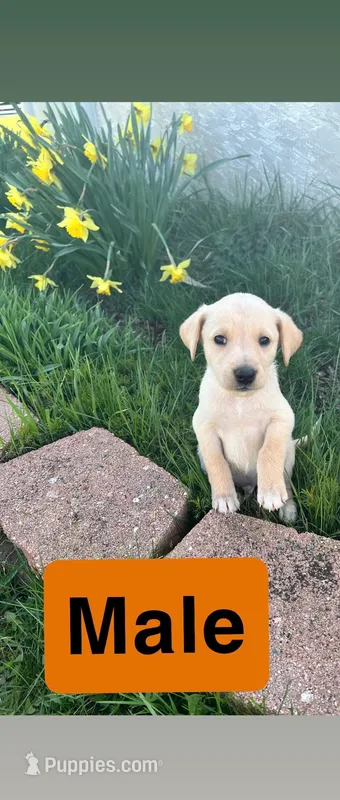Kane – Labrador Retriever puppy for sale in Chesterton, IN
