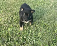 Sofia , a female German Shepherd Dog and Alaskan Husky for sale in Chesterton, IN – 2 of 4