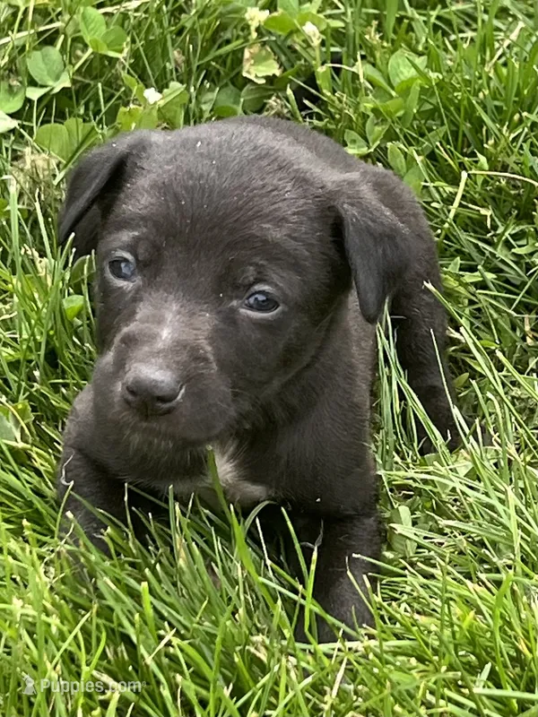 Annie – Chihuahua puppy for sale in Chesterton, IN