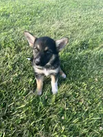 Sasha, a female German Shepherd Dog and Alaskan Husky for sale in Chesterton, IN – 4 of 6