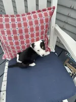 Danny, a male Border Collie for sale in Chesterton, IN – 3 of 7