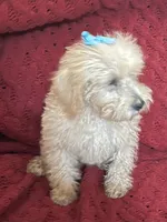 Tommy , a male Miniature Schnauzer and Poodle - Toy  for sale in Chesterton, IN – 3 of 9