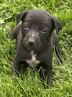 Annie, a male Chihuahua for sale in Chesterton, IN – 4 of 5
