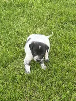 Tommy, a male Chihuahua for sale in Chesterton, IN – 3 of 3