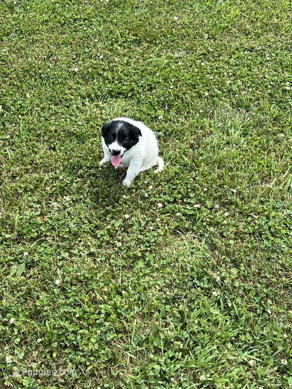 Kaiser – Goldendoodle, Labrador Retriever puppy for sale in Chesterton, IN