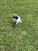 Kaiser, a male Goldendoodle and Labrador Retriever for sale in Chesterton, IN – 1 of 10
