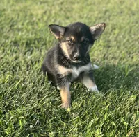 Sasha, a female German Shepherd Dog and Alaskan Husky for sale in Chesterton, IN – 2 of 6