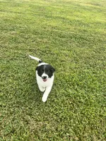 Kaiser, a male Goldendoodle and Labrador Retriever for sale in Chesterton, IN – 10 of 10