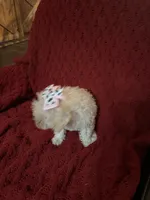 Dolly, a female Miniature Schnauzer and Poodle - Toy  for sale in Chesterton, IN – 9 of 9