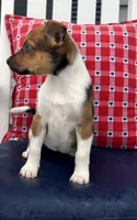 Donna, a female Australian Cattle Dog for sale in Chesterton, IN – 2 of 3