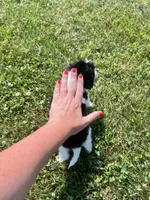 Minnie, a female Yorkipoo for sale in Chesterton, IN – 4 of 7