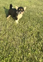 Axel, a male German Shepherd Dog and Alaskan Husky for sale in Chesterton, IN – 3 of 4