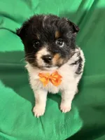 Jelly roll, a female Pomeranian for sale in Chesterton, IN – Photo 3 of 7