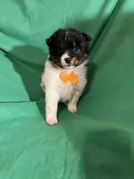 Jelly roll, a female Pomeranian for sale in Chesterton, IN – Photo 6 of 7