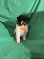 Jelly roll, a female Pomeranian for sale in Chesterton, IN – Photo 7 of 7