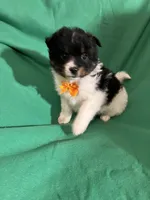 Jelly roll, a female Pomeranian for sale in Chesterton, IN – Photo 1 of 7