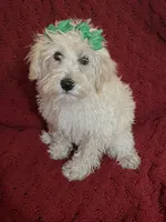 Polly, a female Miniature Schnauzer and Poodle - Toy  for sale in Chesterton, IN – 4 of 7