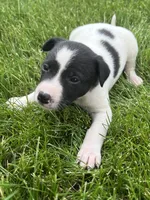 Sammy, a male Chihuahua for sale in Chesterton, IN – 5 of 6