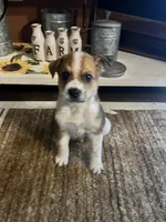 Hank, a male Australian Cattle Dog for sale in Chesterton, IN – 8 of 9