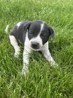 Alex, a male Chihuahua for sale in Chesterton, IN – 3 of 3