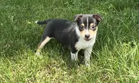 Freedom, a female Chihuahua for sale in Chesterton, IN – 4 of 4