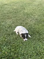 Daisey , a female Chihuahua for sale in Chesterton, IN – 2 of 4