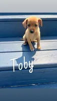 Toby, a male Dachshund and Chihuahua for sale in Chesterton, IN – 1 of 4