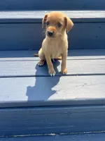 Toby, a male Dachshund and Chihuahua for sale in Chesterton, IN – 2 of 4