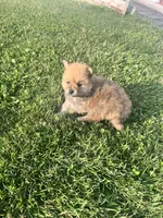 Waylon, a male Pomeranian for sale in Chesterton, IN – 4 of 5