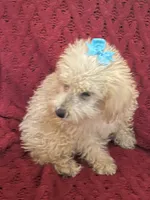 Tommy , a male Miniature Schnauzer and Poodle - Toy  for sale in Chesterton, IN – 5 of 9
