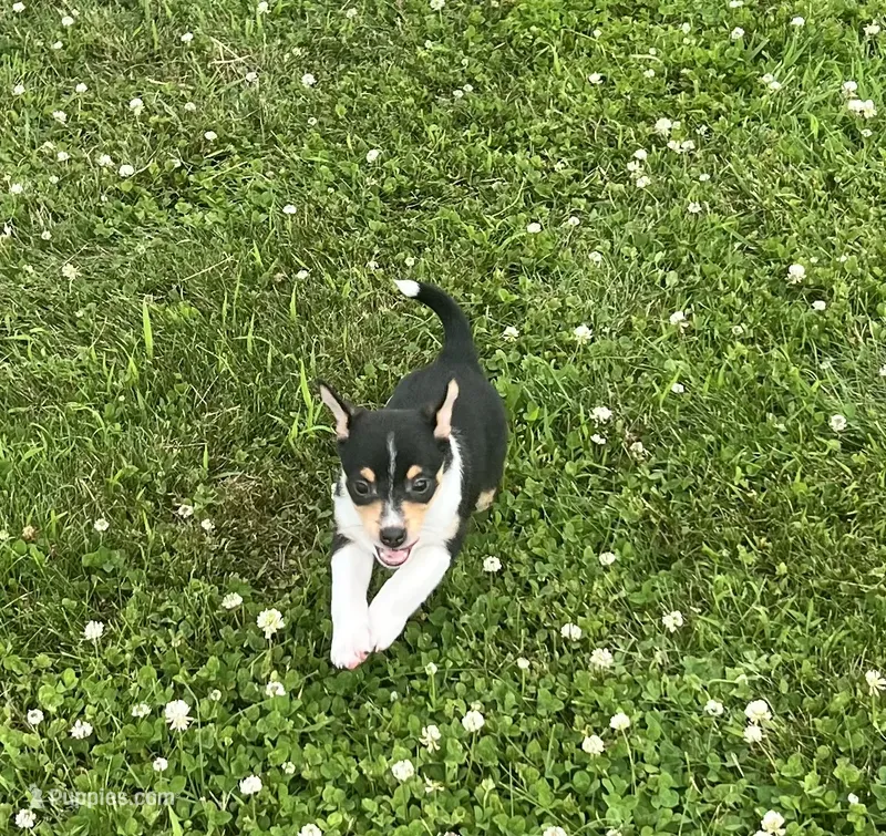 Freedom – Chihuahua puppy for sale in Chesterton, IN