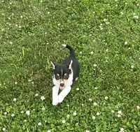 Freedom, a female Chihuahua for sale in Chesterton, IN – 1 of 4