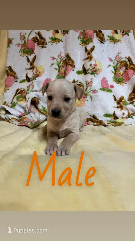 Milo – Labrador Retriever puppy for sale in Chesterton, IN