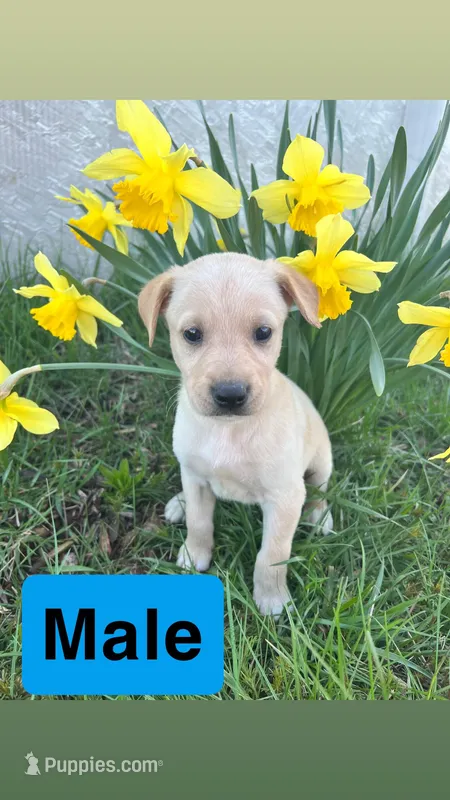 Milo – Labrador Retriever puppy for sale in Chesterton, IN