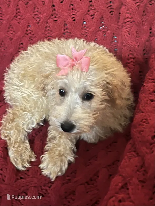 Molly  – Miniature Schnauzer, Poodle - Toy  puppy for sale in Chesterton, IN