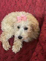 Molly , a female Miniature Schnauzer and Poodle - Toy  for sale in Chesterton, IN – 1 of 4