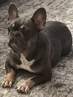 Gracie, a female French Bulldog for sale in Chesterton, IN – 2 of 2